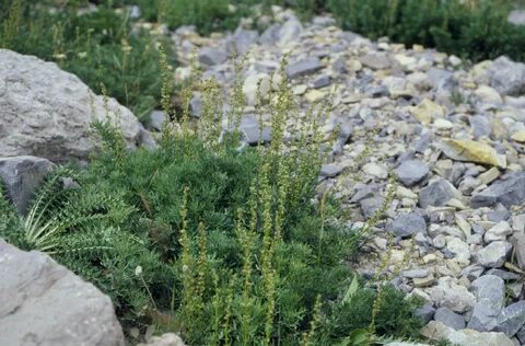 Artemisia love