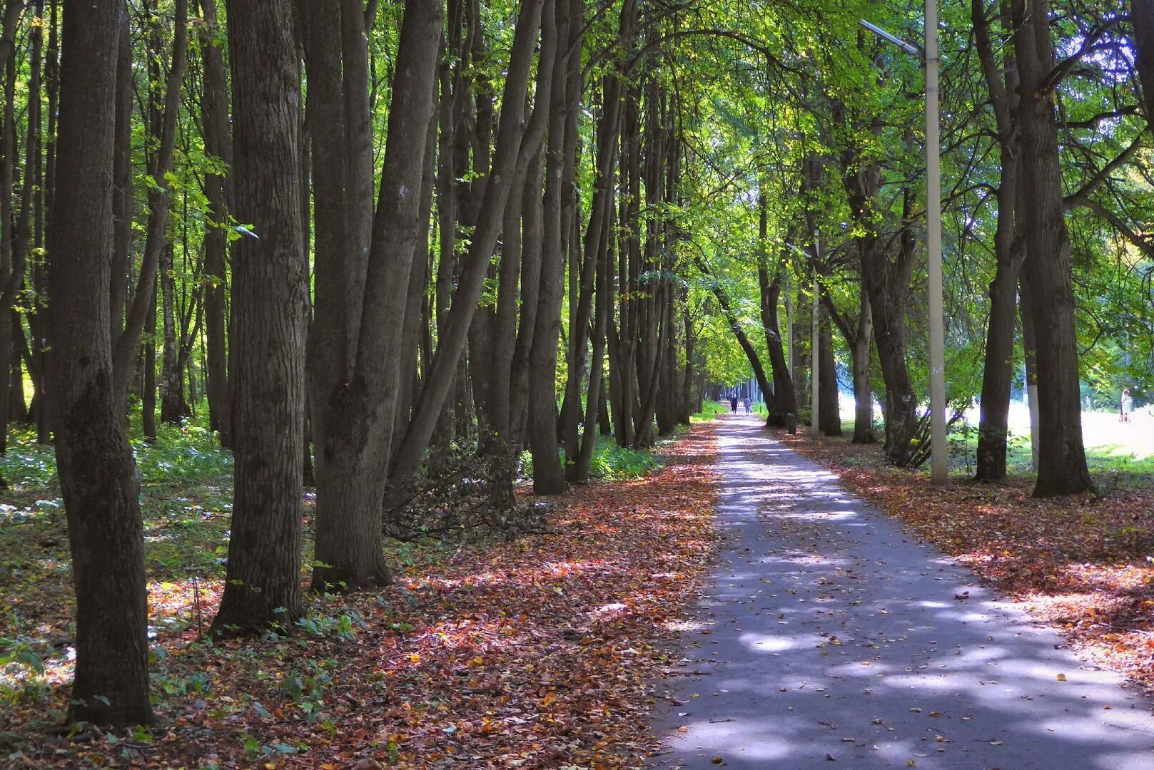 Дендропарк царицыно. Лесопарки сайт. Парк дружбы на речном вокзале. Лесопарки сайт. Лесопарк рязань благоустройство.