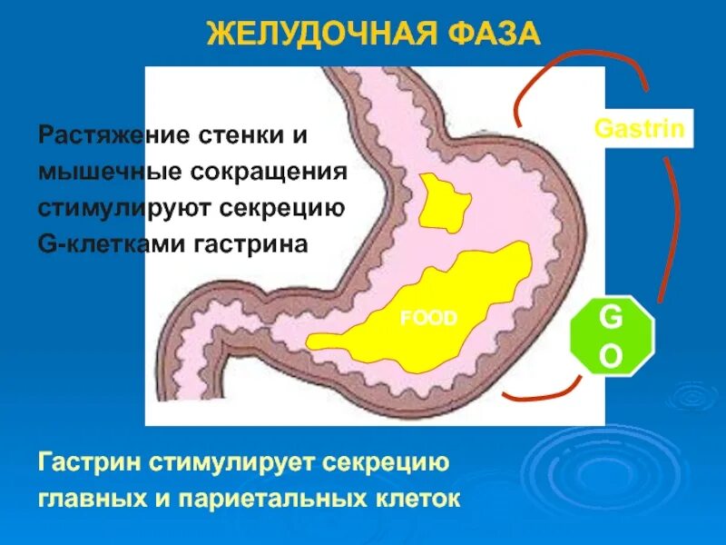 Выделение желудочного сока