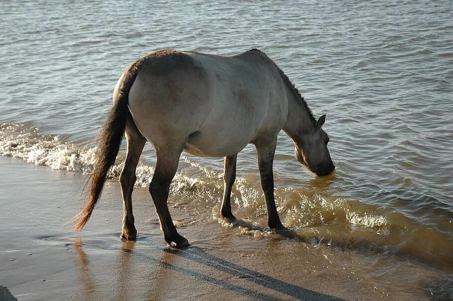 Лошадь пьет воду. Лошадь пьет воду из реки. Красивая лошадь пьёт воду. Река пьющая лошадь. Конь пьет воду