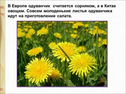 Одуванчик 1 класс