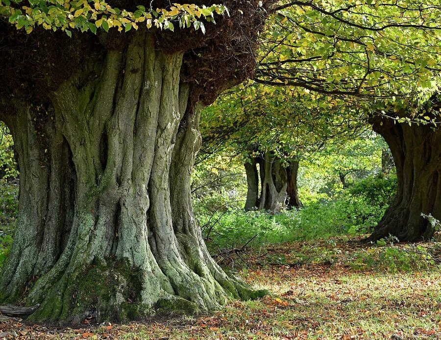 Ancient tree