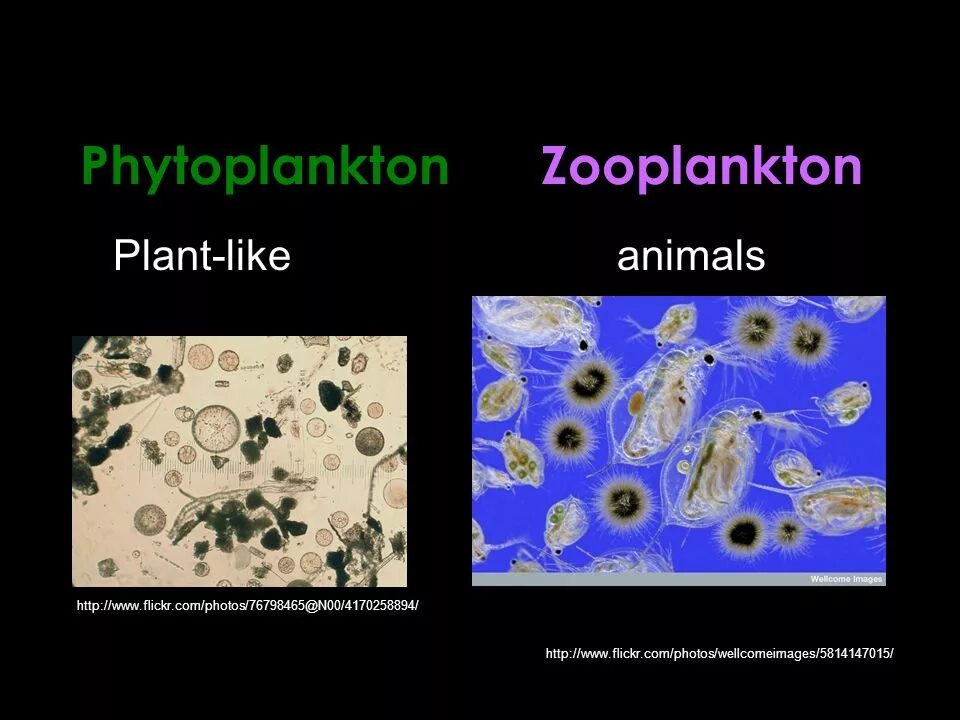 Фитопланктон виды. Зоопланктон и фитопланктон. Фитопланктон кислород. Фитопланктон в пруду.