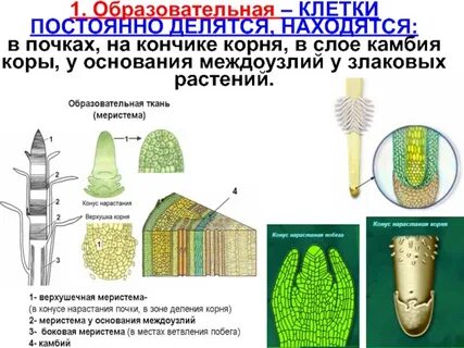 Какая функция образовательной ткани растений