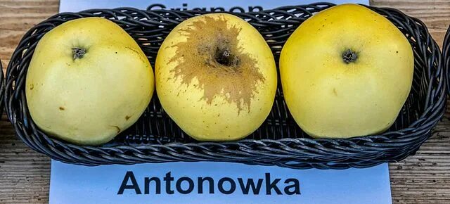Яблоня домашняя "Антоновка полуторафунтовая"