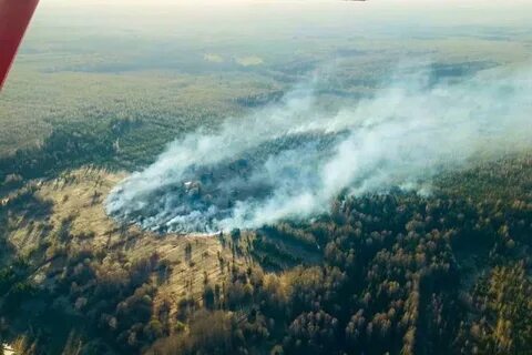 Лесные пожары 2019 года