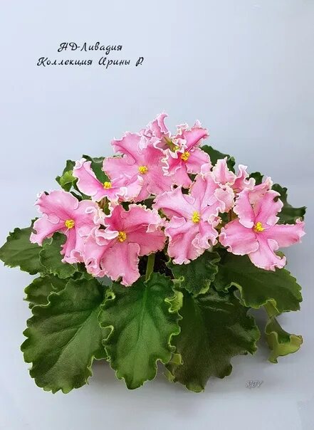 НД-ЛИВАДИЯ