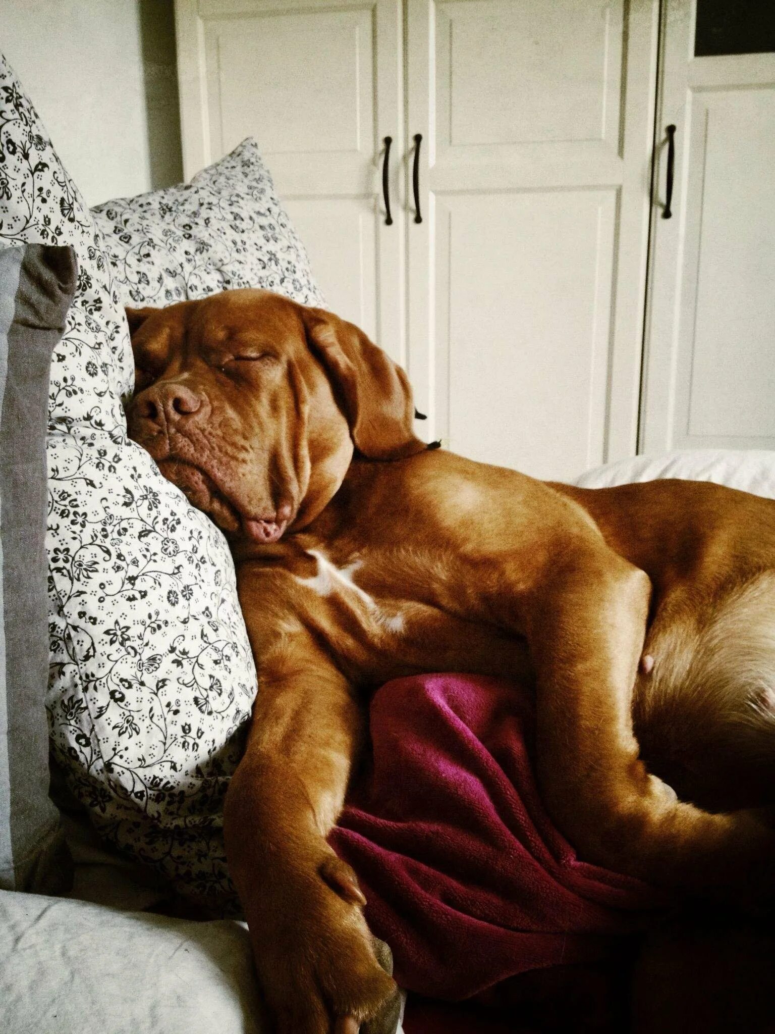 Буди собака. Шпиц спит с хозяином. Кот утром будит хозяина. Собака разбудила. Собака разбудила.