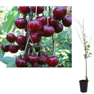 Лучшие сорта вишни для ленинградской