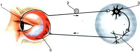 Рефлекс зрения