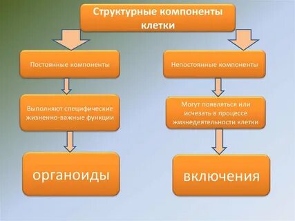Три обязательные составляющие клетки