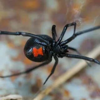 A spider has got eight