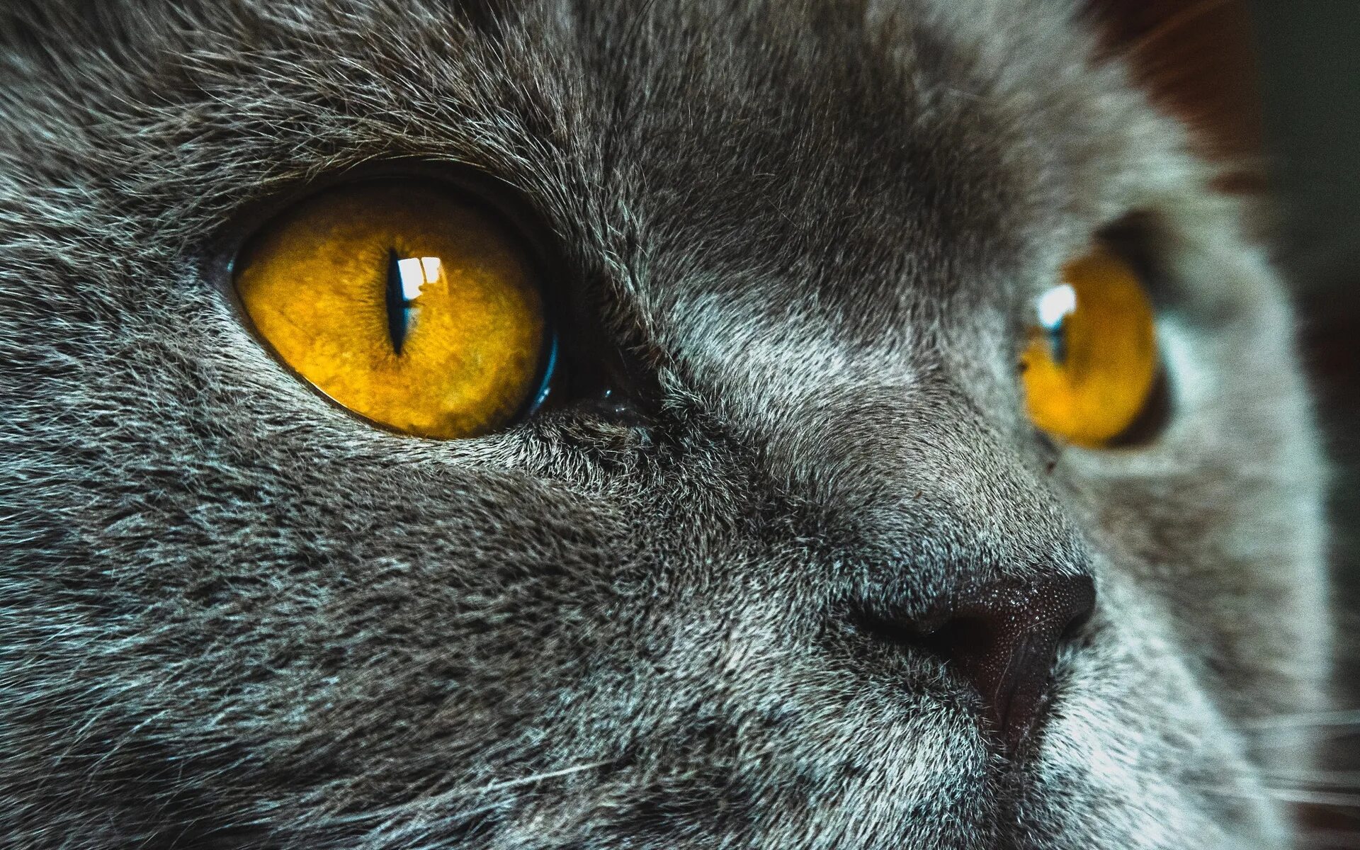 Желтыми как кошачьи глаза какое средство. Глаза кошки. Кошка с желтыми глазами. Желтые кошачьи глаза. Кошачий глаз.