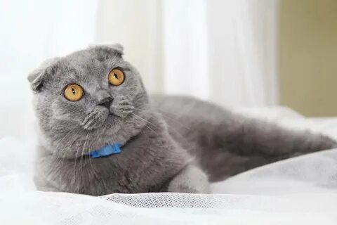 Кошка вислоухая глаза