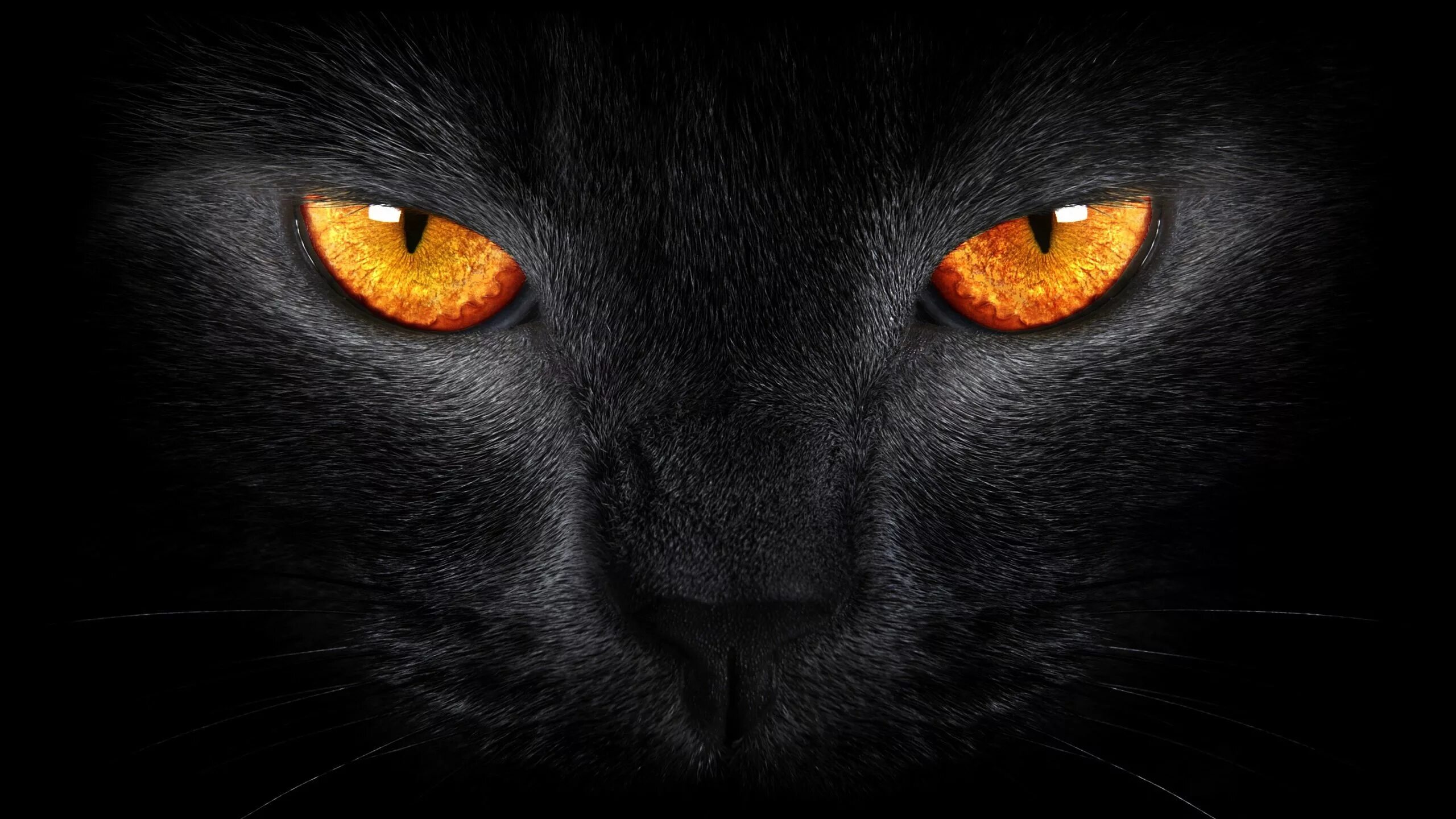 Черные коты. Глаза кошки. Черная кошка с желтыми глазами. Черные обои. Black cat eye