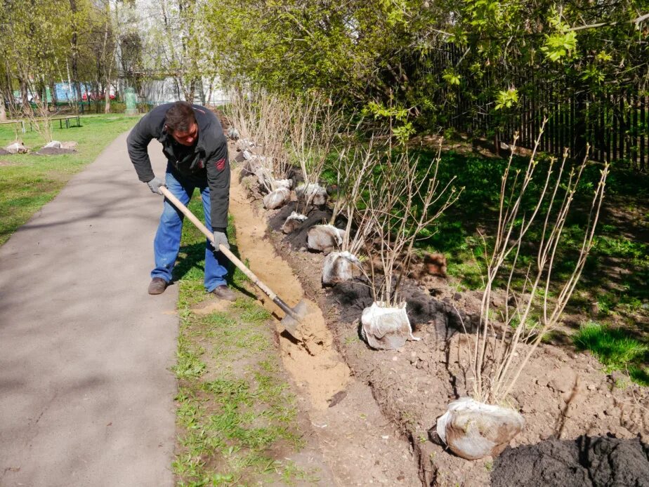 Разрешение пересадку деревьев. Посадка деревьев. посадка деревьев и кустарников. высадка саженцев деревьев. сажать саженцы.