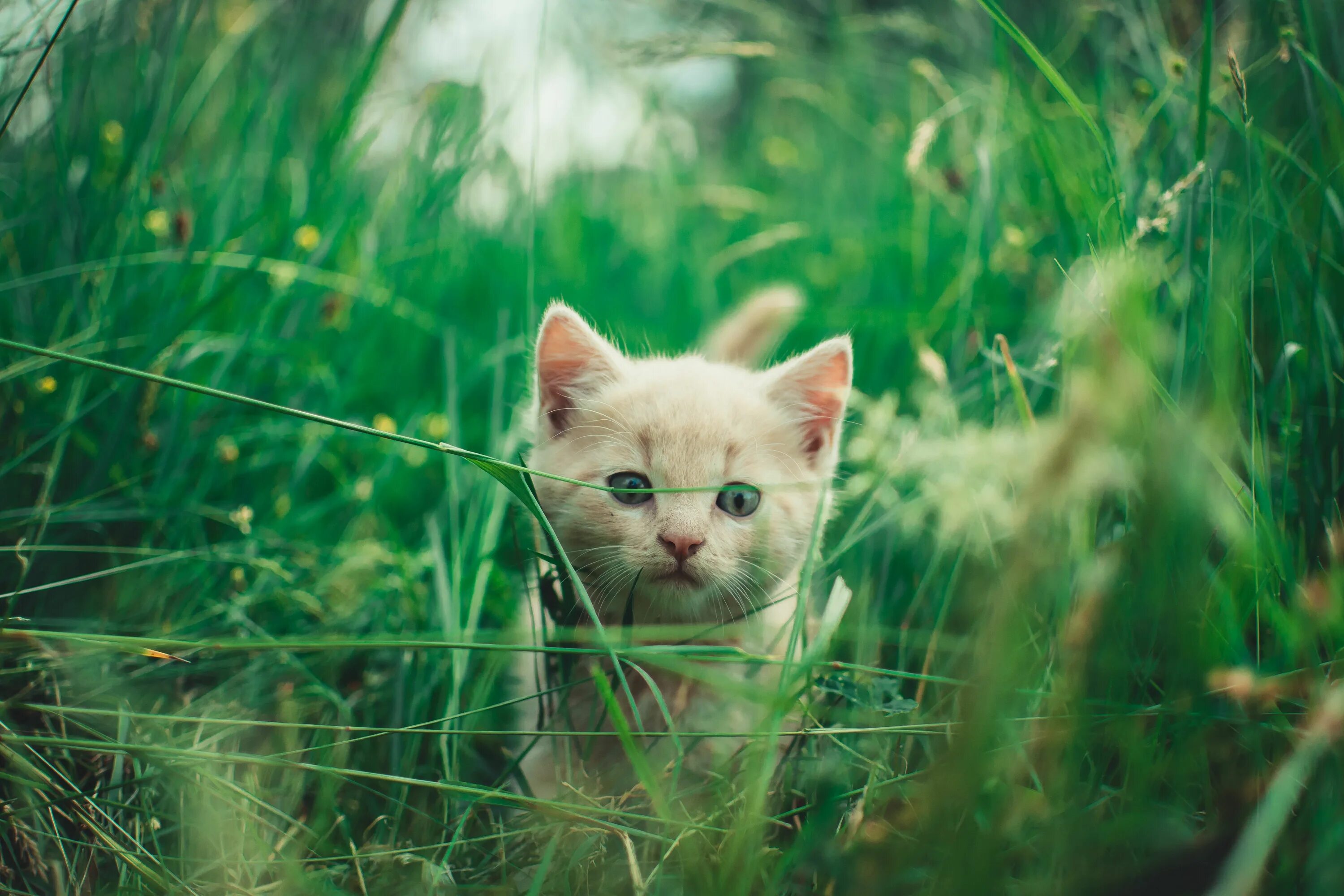 Pin on Animals Wallpapers