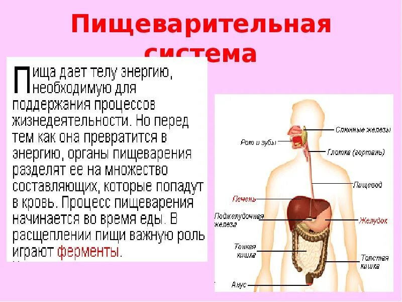 Как работает наш организм презентация 3 класс