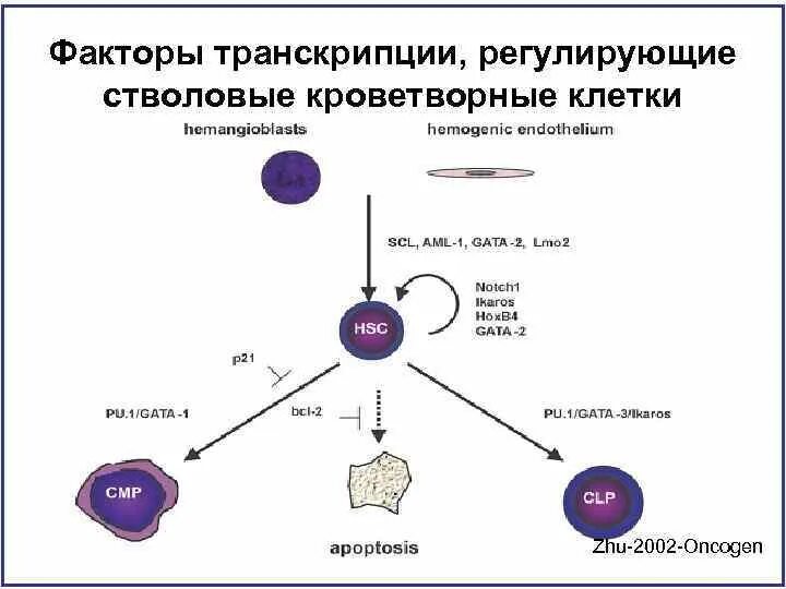 Присоединение факторов транскрипции. Транскрипционные факторы sry. транскрипционные факторы регуляторы миогенеза. транскрипционные факторы функции. факторы транскрипции.