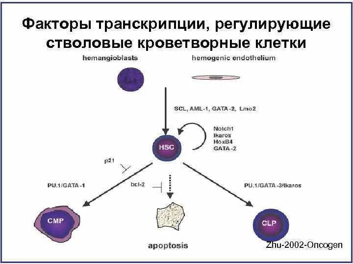 Установите последовательность этапов транскрипции присоединение. Транскрипционные факторы эукариот. Транскрипционные факторы регуляторы миогенеза. Транскрипционные факторы функции. Факторы транскрипции.