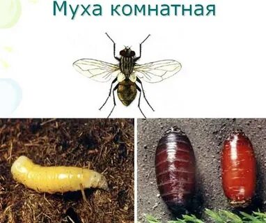 Систематическое положение мухи комнатной