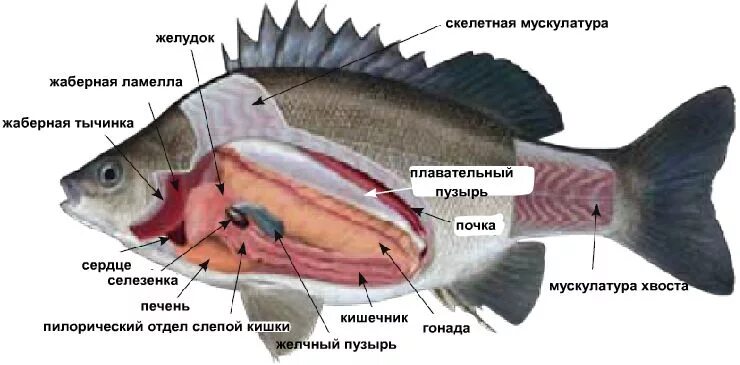 Брюшная полость рыбы. Строение форели желчный пузырь.