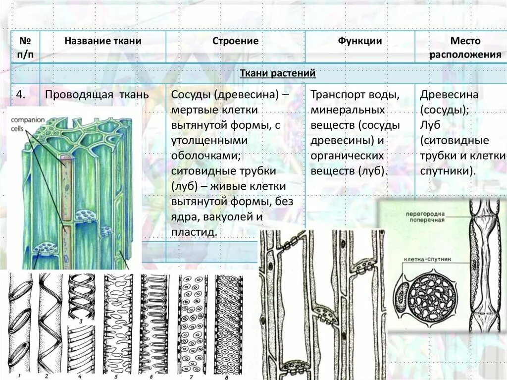 Какие растительные ткани существуют. Строение тканей растений 6 класс. Ткани растений строение и функции. Водоносная ткань растений ЕГЭ. Структура тканей растений.