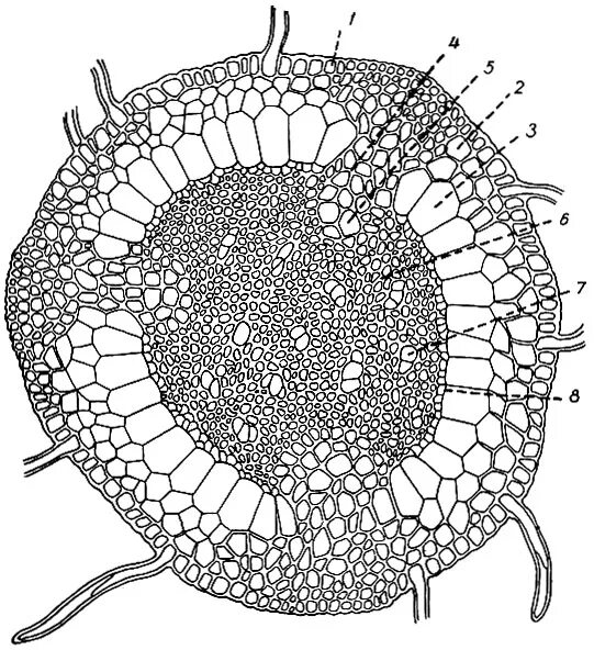 поперечный срез корнеплода. клетки паренхимы. запасающая паренхима рисунок. коровая паренхима. срез стебля сфагнума.