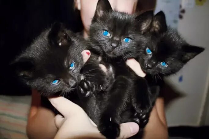 Четыре черных котенка. Три черных кота. Черные котята много. Много чёрных котов. Какие котята рождаются у черной кошки