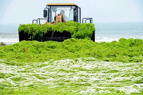 Какие водоросли используются в удобрениях
