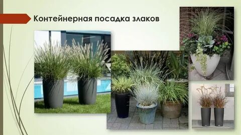 Выбери декоративные растения