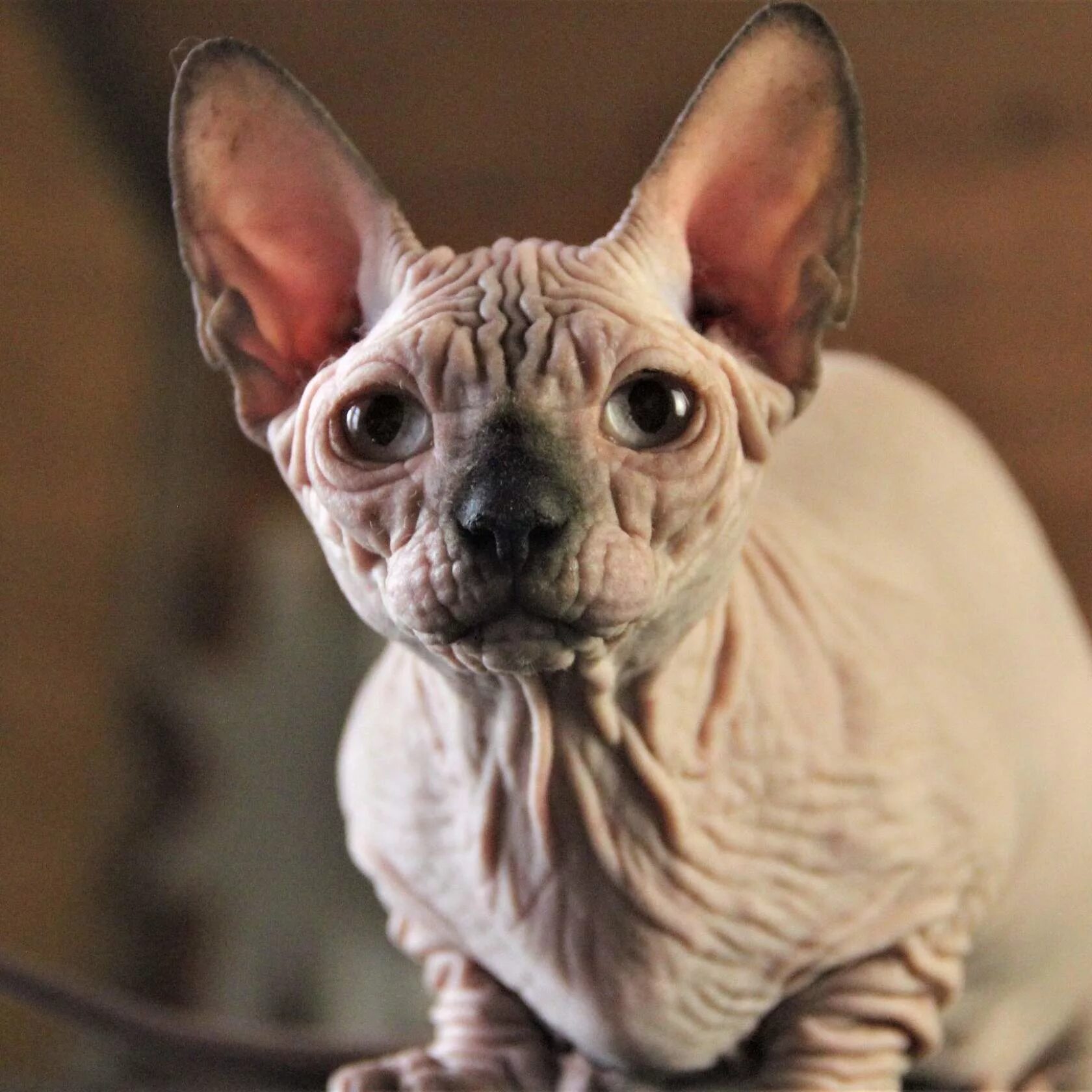 краса египта питомник канадских сфинксов. канадский сфинкс екатеринбург. волшебный кот сфинкс. бамбино эльф. канадский сфинкс ван.