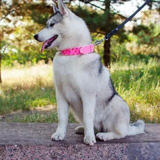 Хаски шоп