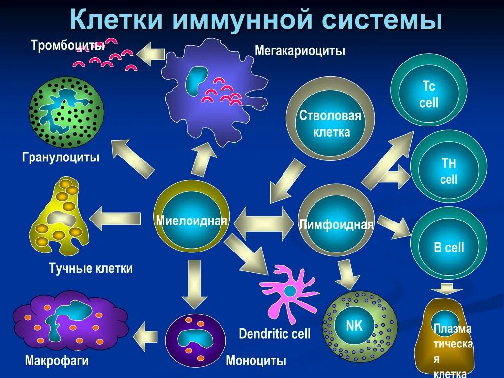 Собственный иммунитет