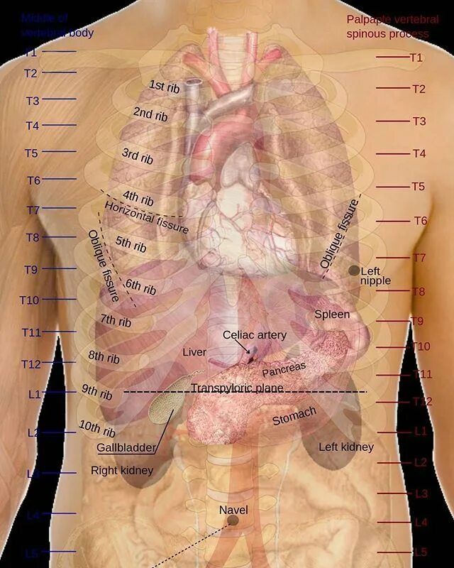 HSCI 2220 / Chapter 2 / (Fig. 2-12) Abdominopelvic regions Diagram Quizlet