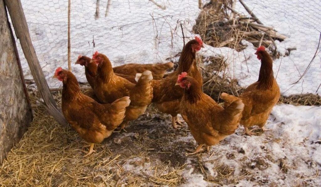 Курицы в курятнике. Куры зимой. Цветные куры несушки. Петух в снегу. Несушка зимой.