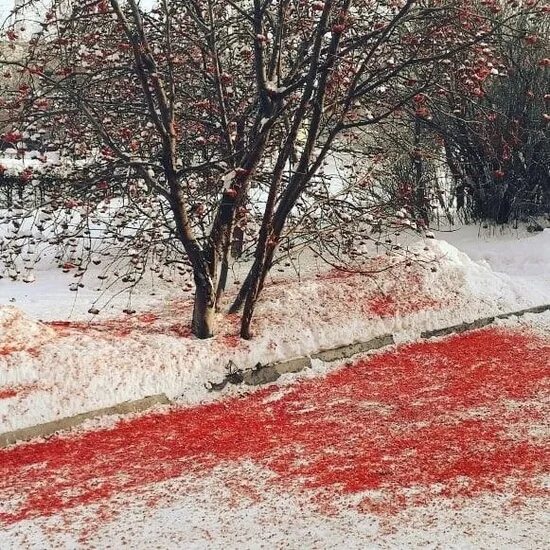 Красная снежка. Красный снег водоросли.