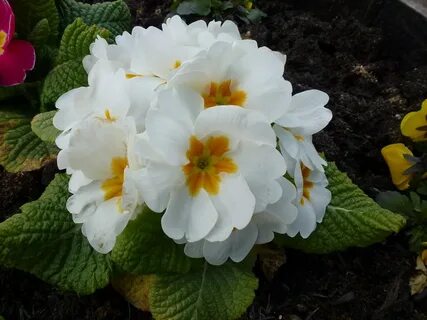 Примула домашняя