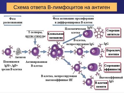 Функциональной активности лимфоцитов