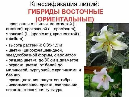 Лилия растение систематика