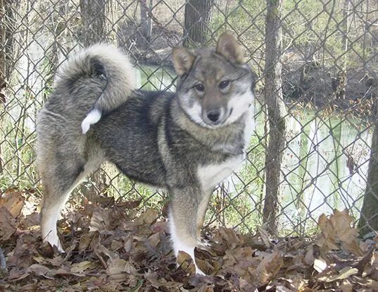 Image result for east siberian laika Dog breed art, Dog breeds, Every dog breed