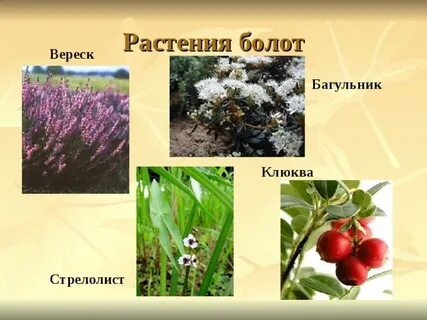 Виды растения болот