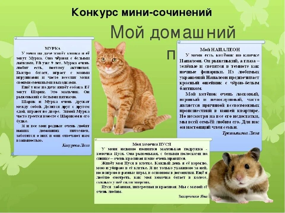 Описание кошки 5 класс русский язык. Сочинение мой питомец. Сочинение про животных. Сочинение про домашнего животного. Саченениодамашних-животных.