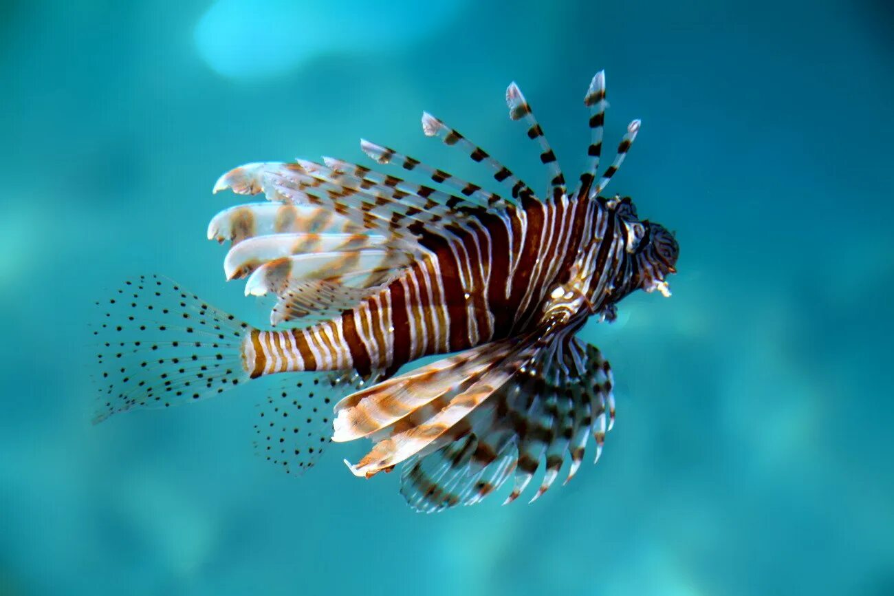 Крылатка-зебра чернополосая (дьявол) (pterois volitans). Рыба скорпена (крылатка). Ядовитая рыба крылатка. Крылатка-зебра чернополосая. Полосатая крылатка рыба.
