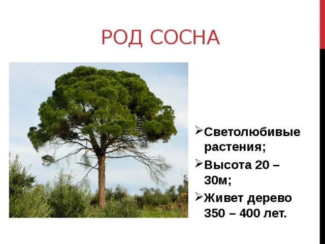 Род сосна. Сосна светолюбивое растение. Род сосны биология. Представители рода сосна.