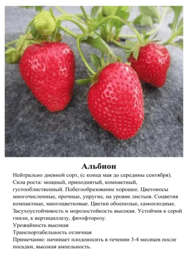 Сорт клубники альбион. Описание земляники альбион. Клубника альбион масса размер плода. Земляника альбион ремонтантная. Описание земляники альбион.