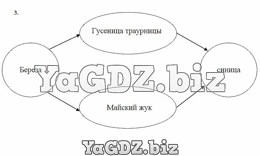 Схема цепи питания невидимые нити Невидимые нити в живой природе презентация к уроку Окружающий мир скачать пр