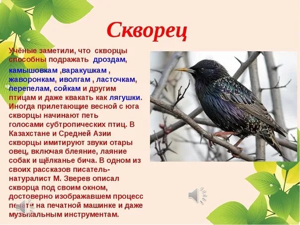 Рассказ скворцы краткое содержание. Скворец описание. Доклад про скворца. Скворец птица описание. Сообщение о скворце.