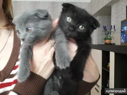Авито тамбов котята