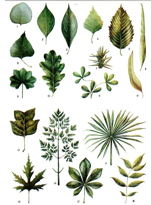 Название растения листья простые. Листья растений. Листья разных деревьев. Форма листьев цветов. Листья растений с названиями.